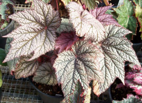 B. (masoniana X
‘Charles Jaros)